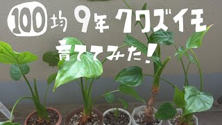 観葉植物 100均クワズイモ9年育ててみた Youtube