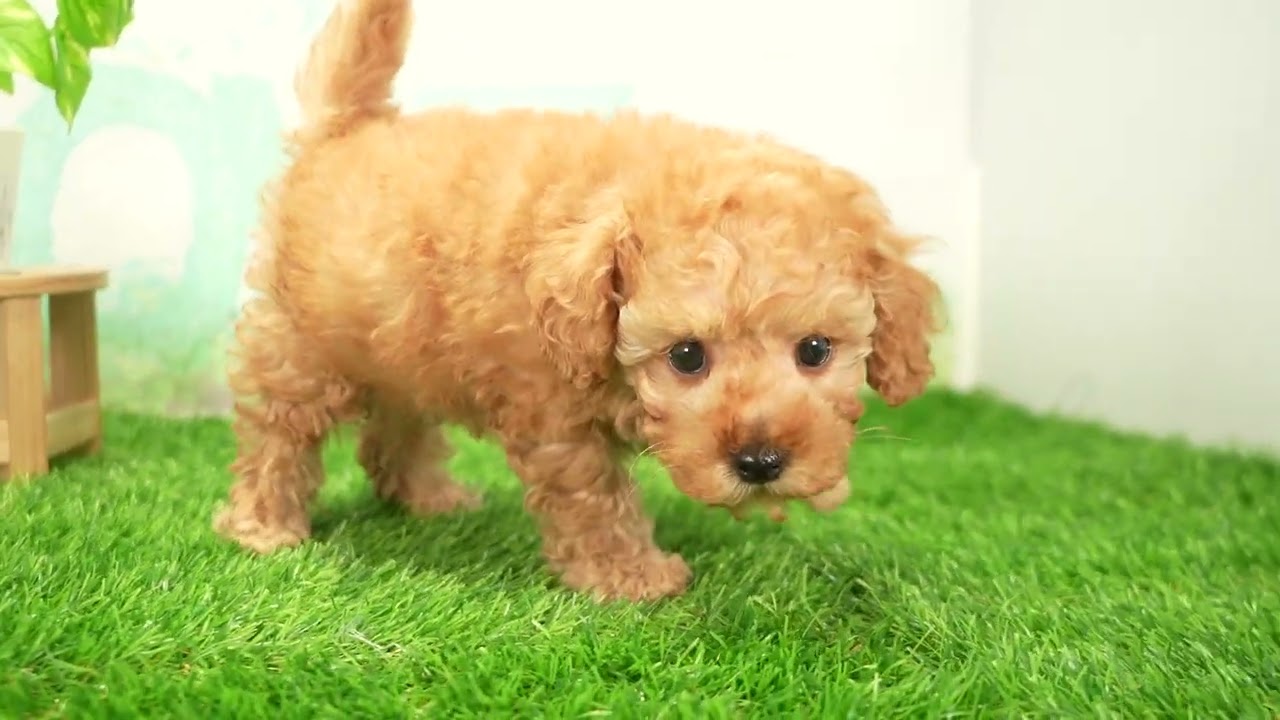トイ・プードルの子犬（オス♂） 四日市店 No.00759262｜ペット