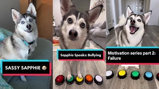 Sapphie the Pomsky Funny TikToks Compilation - Best of Sapphie The Pomsy TikTok Videos 2024