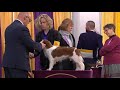 Nederlandse Kooikerhondjes | Breed Judging 2020 の動画、YouTube動画。