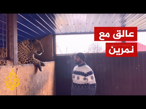 طبيب هندي عالق مع نمرين تحت نيران الحرب في أوكرانيا