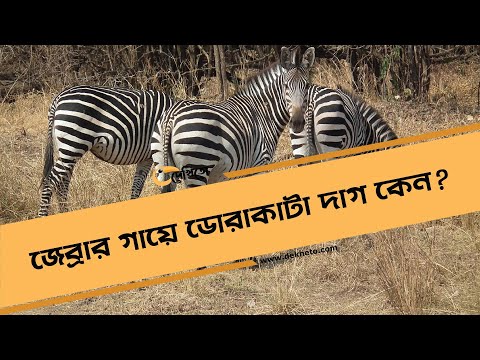 ভিডিও: কেন জেব্রা ডোরাকাটা