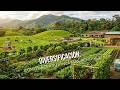 Diversificación: Cómo hacer tu finca más rentable - TvAgro por Juan Gonzalo Angel
