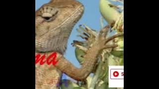 Dikir Fendi Ayam Serama-Pok Kor