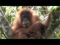 2b Bukit Lawang - Forest Men