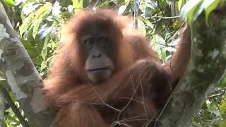 2b Bukit Lawang  Forest Men