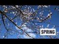 Spring awakening of our garden | Peaceful Video