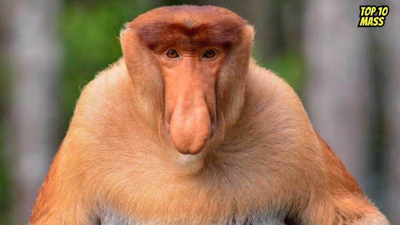 Top 10 Incredible Wildlife Encounters You Need to See - Best Animal Experiences - Top 10 Mass