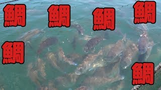 養殖場の隣でガーラを狙う　1話