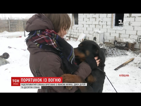 На Київщині майже сліпий ротвейлер врятував з палаючого будинку жінку з дітьми і десяток собак