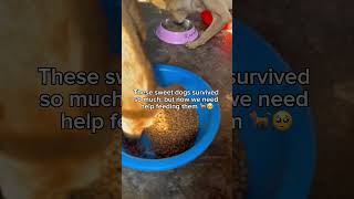 Please don’t scroll away. Support our rescue by donating dog food or helping us reach more people🙏