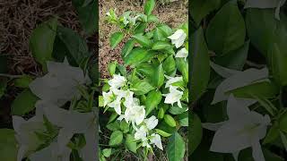 Blooming Bougainvillea