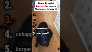 Ranking The Funniest Aggressive Dog Moments