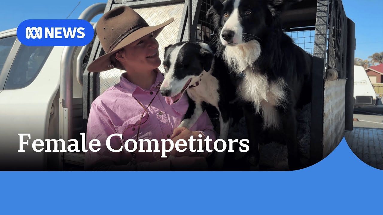 Competitive sheepdog trialling community welcomes increase in female entrants | ABC NEWS