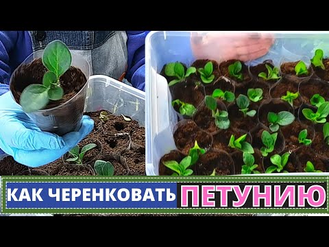 Как черенковать ПЕТУНИЮ? Лучший метод для размножения вегетативной петунии