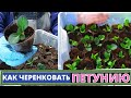 Как черенковать ПЕТУНИЮ? Лучший метод для размножения вегетативной петунии