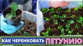 картинка: Как черенковать ПЕТУНИЮ? Лучший метод для размножения вегетативной петунии