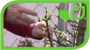 How to prune an older Malini tree (columnar apple tree)