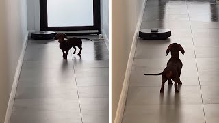 Dachshund protects house from 