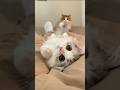 Cute kittens 😻😘❤️😻#cat #shorts #trending