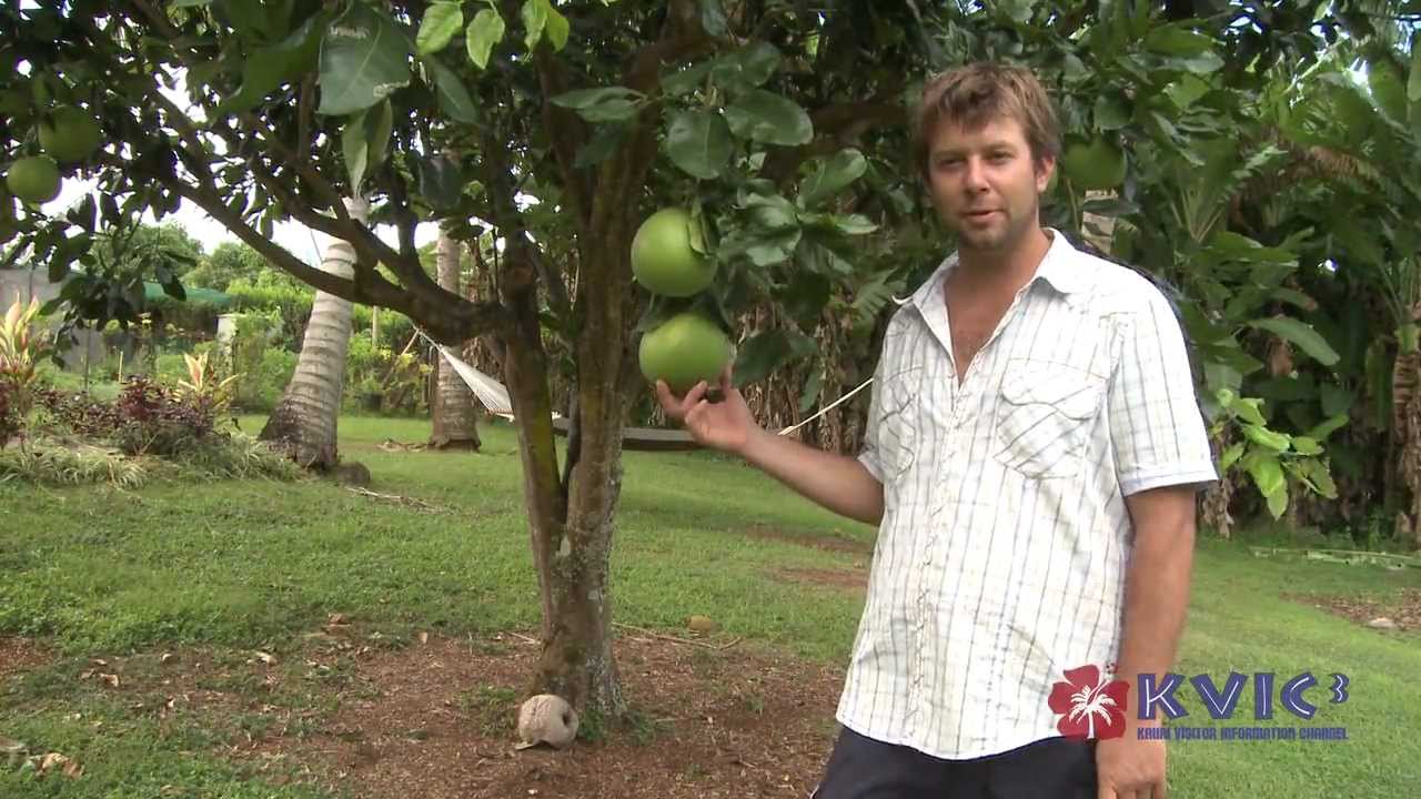 Shamma Farms's Fruits of Kauai KVICTV3, [Agriculture