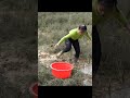 fishing #fish #fishingvideo  #harvesting #youtubeshorts #youtuber #youtube #farming #ytshorts #fruit