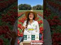 Cómo tener una floración continua en tu cultivo de frutilla 🍓 | GranjaMir