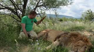 Shot On Iphone 6 Meme Lion Version