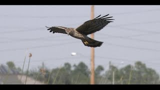 Northern Harrier