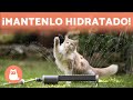 Cómo REFRESCAR a tu GATO en VERANO ☀️🐱💦 (6 Consejos)