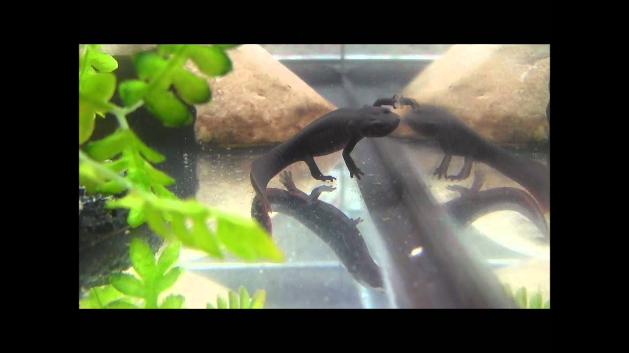 Paddle Tailed Newts 