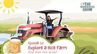 Explore a Rice Farm | How Does Rice Grow? | Ghana | Educational Videos for Kids