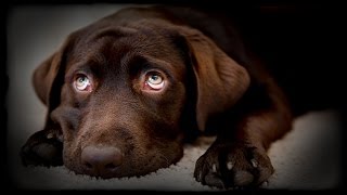 ANIMAL TESTING! - Gods Will Be Watching (Part 5)