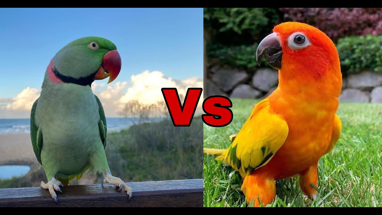 مقارنة بين ببغاء الدرة الامريكي و ببغاء الصن كنيور