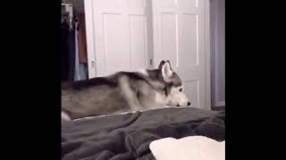 husky scream