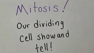 Mitosis!, Sci Comm First Draft, Caroline Lorio and Anne Devine