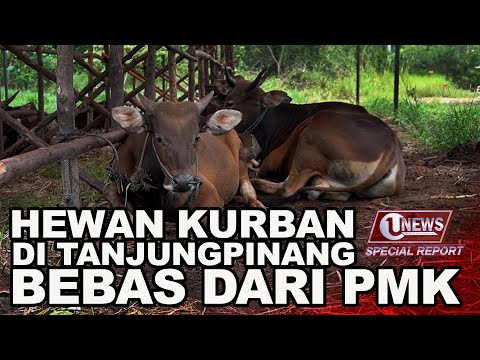 DKPP KEPRI PASTIKAN HEWAN KURBAN DI TANJUNGPINANG SEHAT | U-NEWS SPECIAL REPORT