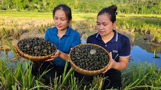 Harvest Snails In The Nature With Ly Phuc An - Prepare 3 Dishes From Snails - Lý Thị Ca