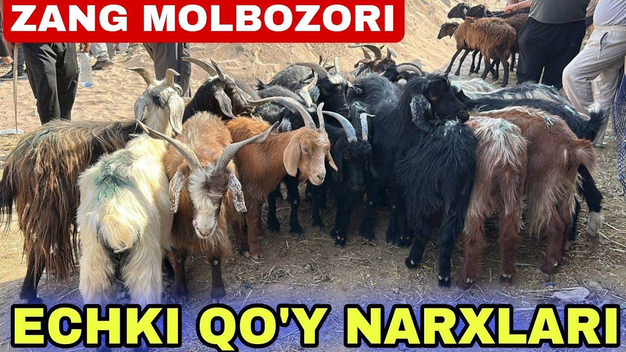 ECHKI QO'Y QO'ZI SOTILGAN VA SOTILADIGAN NARXLARI SURXONDARYO MUZRABOT ZANG MOLBOZORI 