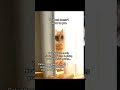 Signs your cat is not comfortable with you#catsoftiktok #PetsOfTikTok #lovepet #comfortable