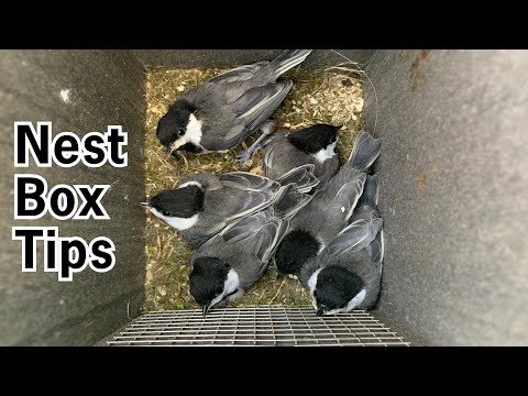 Nest Box Tips and Tricks