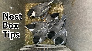 Nest Box Tips and Tricks