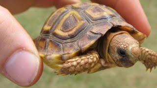THOUSANDS OF TORTOISES & TURTLES!!!! | BRIAN BARCZYK