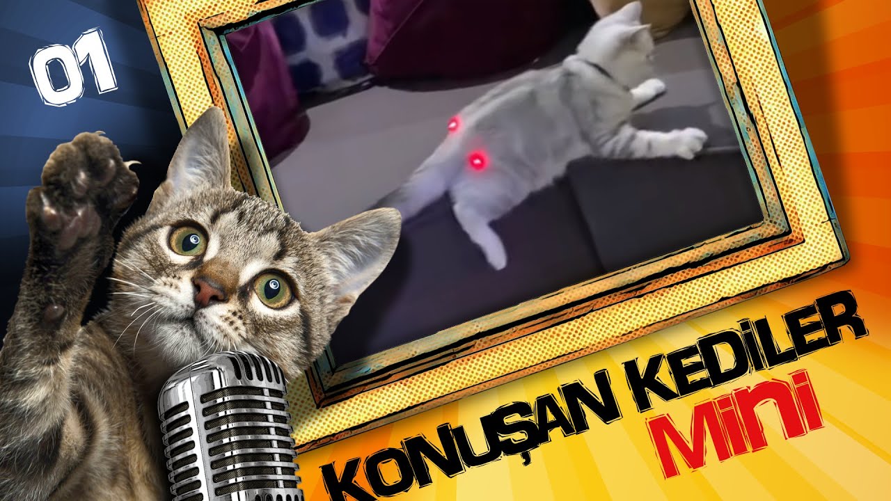 Konusan Kediler 4 En Komik Kedi Videolari Youtube