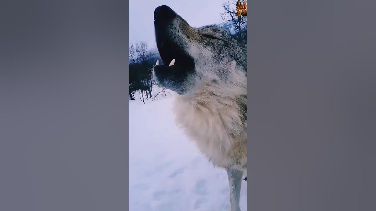 Epic Howl of the Wolf! πΊπΆ Epic Howl of the Wolf! πΊπΆ