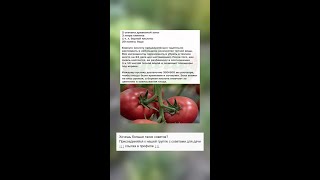 Секрет сочных помидоров: простые советы