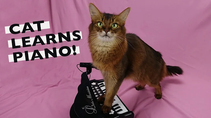 Watch the video about CUTE CAT LEARNS PIANO