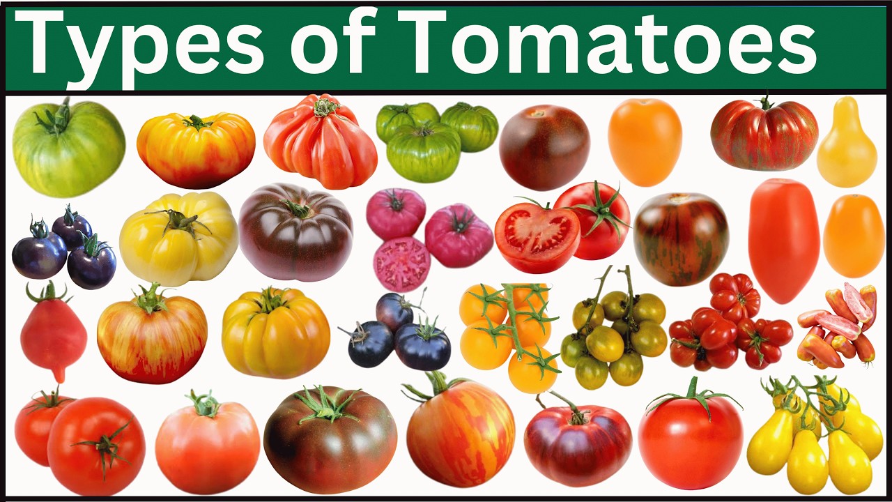 とまとページ Types Of Tomatoes | Explore 125 Tomatoes From Around The World