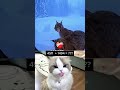Even the Cat Froze Instantly 😂 #cat #respect100 #catmeme #respect #respectation #funnycat #respecta
