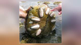 Chiton